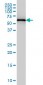 FARSLB Antibody (monoclonal) (M01)